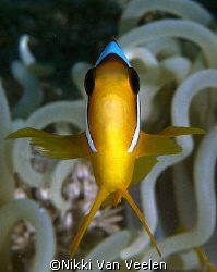 Red sea anemonefish taken at Marsa Bareika, Ras Mohamed E... by Nikki Van Veelen 